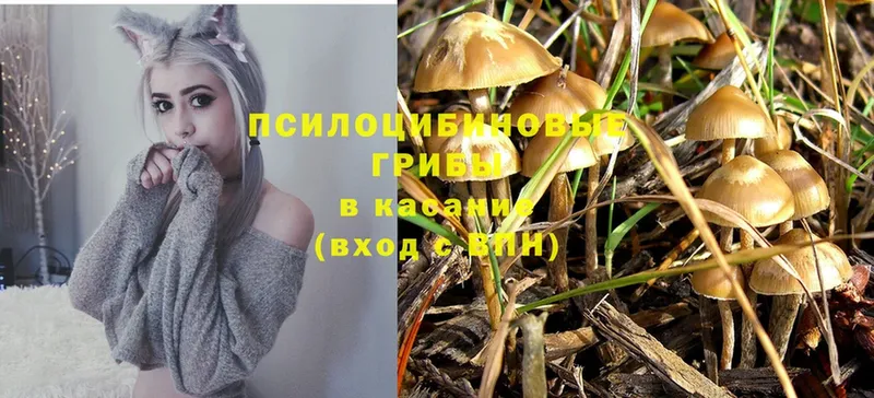 Псилоцибиновые грибы Psilocybine cubensis Лосино-Петровский